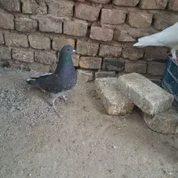 کفتر|پرنده|یزد, |دیوار
