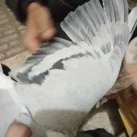 ساده امری|پرنده|قائن, |دیوار