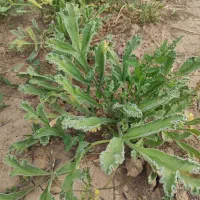 گیاه ثروت ساز دارویی (کما ، آنغوزه)