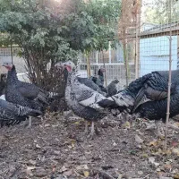 بوقلمون خانگی