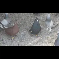 فروسی کفتر سینه سیاه یالدار