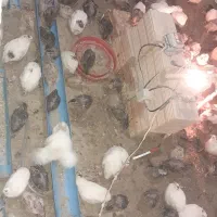 پرنده دونه ۸۰تومان|حیوانات مزرعه|فاضل آباد, |دیوار