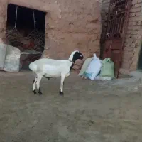 بره قوچی چینی