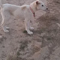 سگ نگهبان|سگ|قوچان, |دیوار