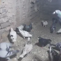 کفتر|پرنده|مشهد, پروین اعتصامی|دیوار