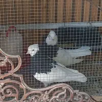 طوقی نره ماده