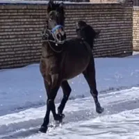 جوان اسب کرد|اسب و تجهیزات اسب‌سواری|سیلوانه, |دیوار