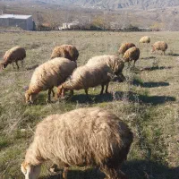 فروش گوسفند