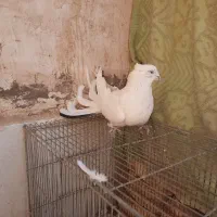 کبوتر اصفهانی پر|پرنده|برخوار, |دیوار