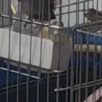 یک جفت عروس هلندی باتخم