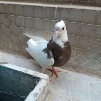 کبوتر طوقی