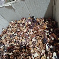 مغزگردو امسالی فوق العاده چرب برای قنادی ها