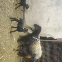 بره ماده همو و هترو|حیوانات مزرعه|ایواوغلی, |دیوار