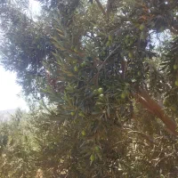 کارگر زیتون چین|خدمات باغبانی و درختکاری|منجیل, |دیوار