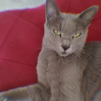 گربه راشن بلوماده