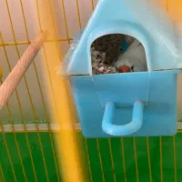 جفت فنچ کینگ سایز بزرگ با پنج تا تخم|پرنده|سنندج, |دیوار