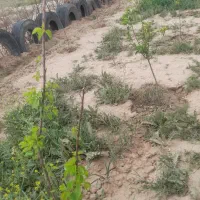 ۲۲۰متر