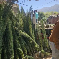 نهالستان بزرگ سرو شیراز  سرو هلندی