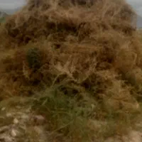 خار وعلف|حیوانات مزرعه|مرند, |دیوار