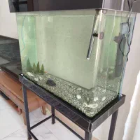 آکواریوم شیشه خم|ماهی|پاکدشت, پاکدشت (مامازند)|دیوار