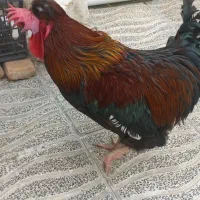 خروس