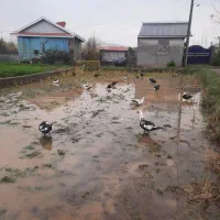 اردک اسرائیلی