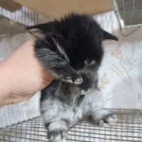 خرگوش|موش و خرگوش|رشت, علی آباد|دیوار