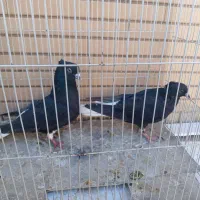 زرد و سرخ کرمونی و زاغ دمسفید|پرنده|تربت‌حیدریه, منصوریه|دیوار