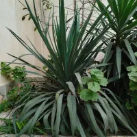 گل یوکا بزرگ|گل و گیاه طبیعی|رشت, جماران|دیوار