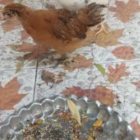 بندر دیر