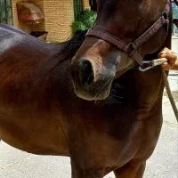 فروش اسب عرب وارداتی