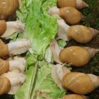 فروش حلزون و کلاژن حلزون  به قیمت مناسب