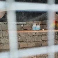 کوتوله ابی کاربنی یقه سفید