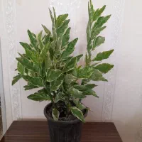 بنفشه آفریقایی.کراسولا خرفه ای|گل و گیاه طبیعی|اردبیل, |دیوار