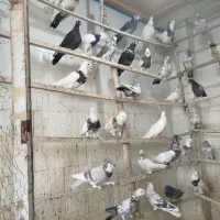 پنجاه عدد کبوتر|پرنده|پیر بکران, |دیوار