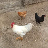 مرغ و خروس|حیوانات مزرعه|باروق, |دیوار