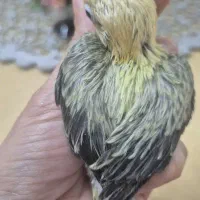 جوجه سرلاکی نژاد یووینگ طوطی کوتوله برزیلی