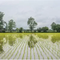 فروش-فوری-زمین