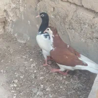 کفتر