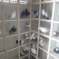 بارجدید رسید|پرنده|کوهدشت, |دیوار