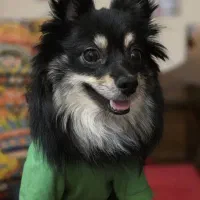 سگ پامر|سگ|شیراز, قصرالدشت|دیوار