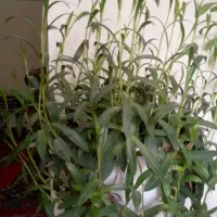 تعدادی گل طبیعی