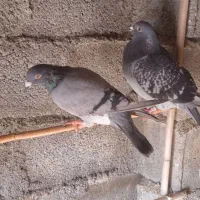 مسافتی اصل|پرنده|سیمین شهر, |دیوار