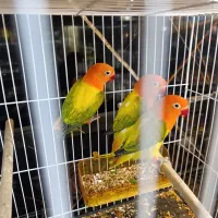 ۳ عددیووینگ با کیفیت صد عالی