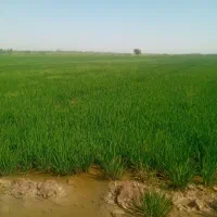 اجاره زمین کشاورزی|اجارهٔ دفتر صنعتی، کشاورزی، تجاری|اهواز, اهواز|دیوار