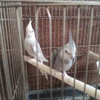 دوعدد پرنده زیبا