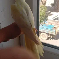 عروس هلندی
