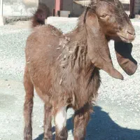 نر بز پاکستانی