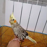 عروس هلندی مرغ عشق