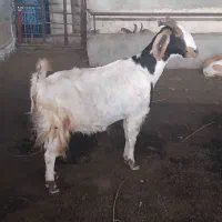 بز آبستن، بز با بزغاله ،بزغاله ماده